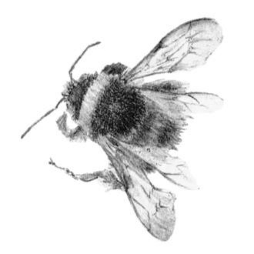 Louisa Crispin, artist