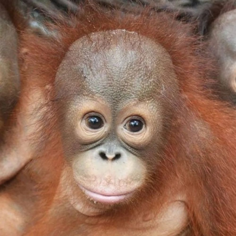 Great Ape 28
