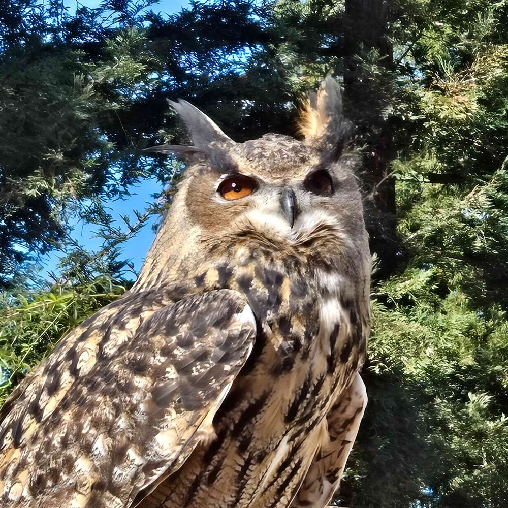 Birdingly
