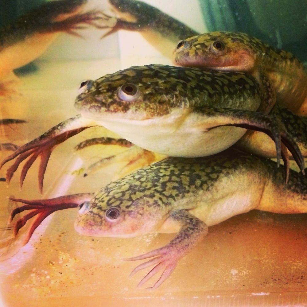 Frog Wranglers