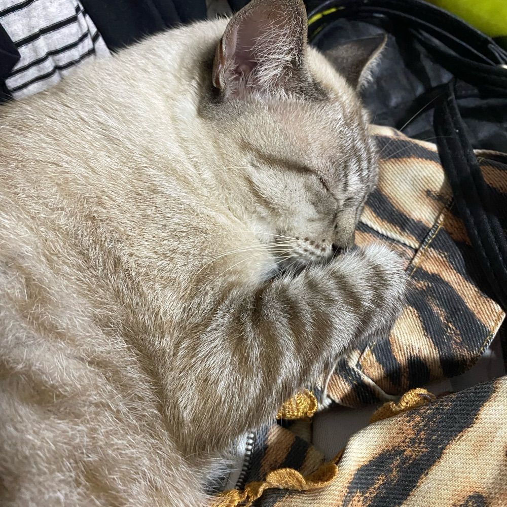 Eddie linda