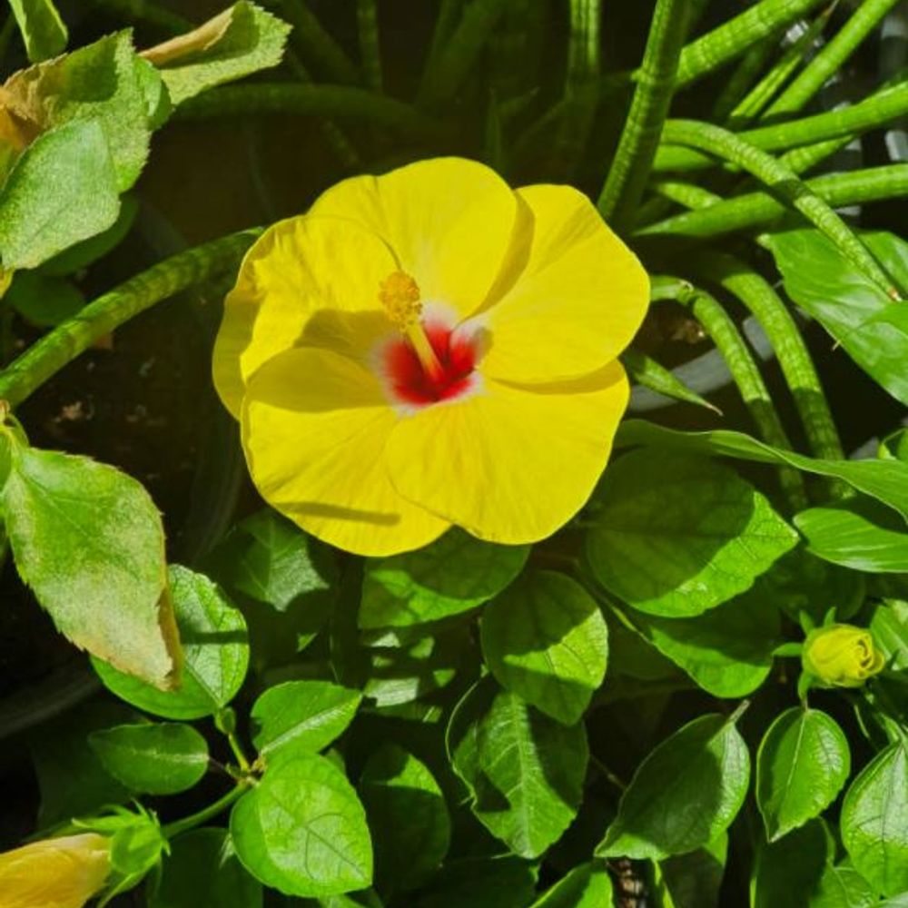 aranpandora