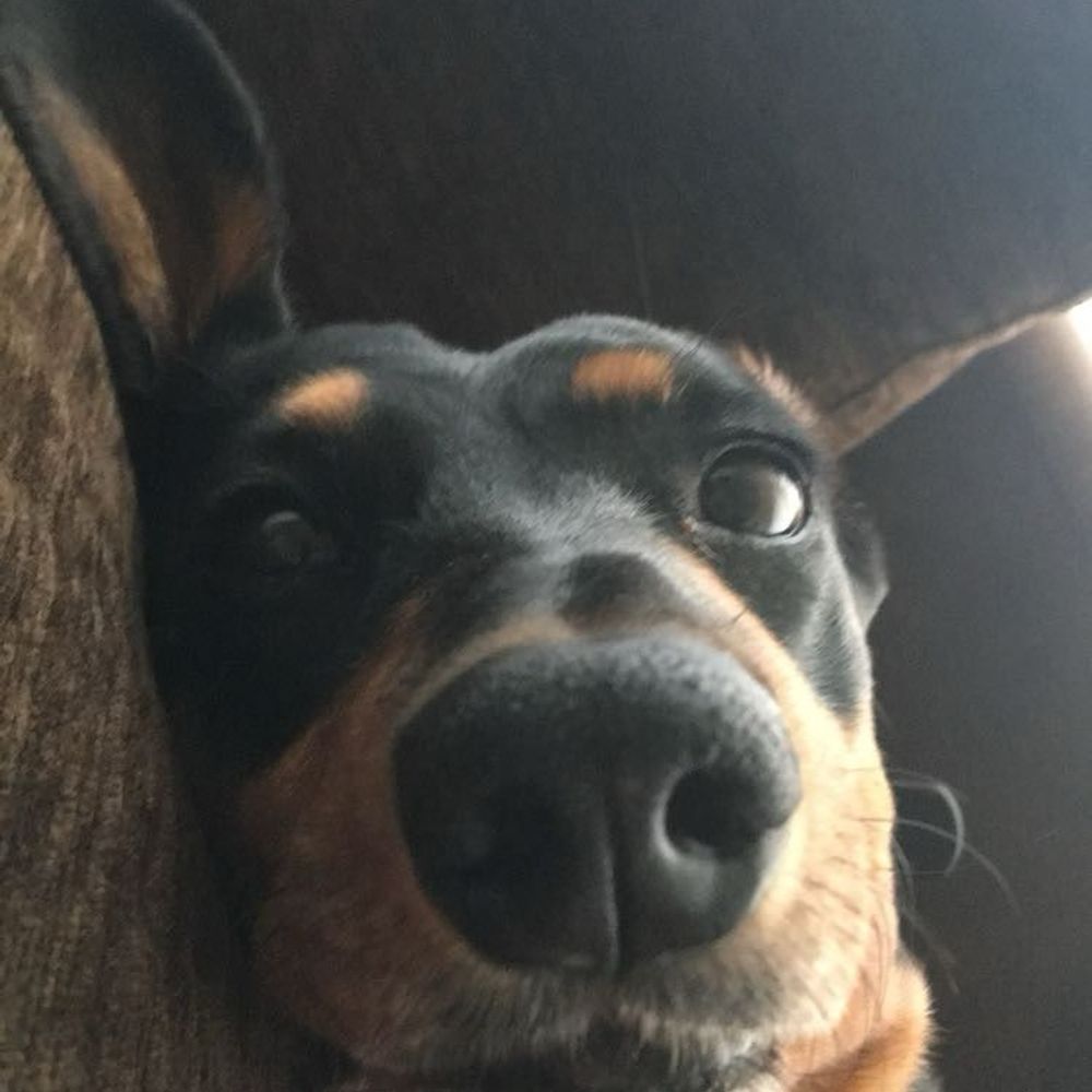 Buecheeks