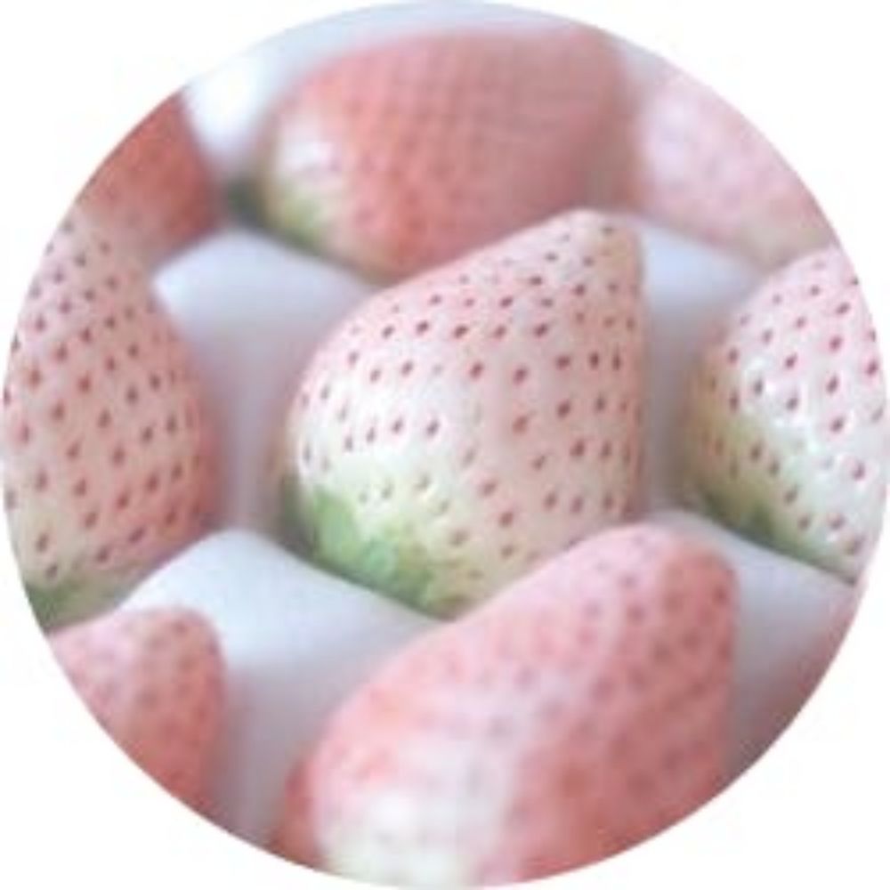 펌박(트위터 거주)