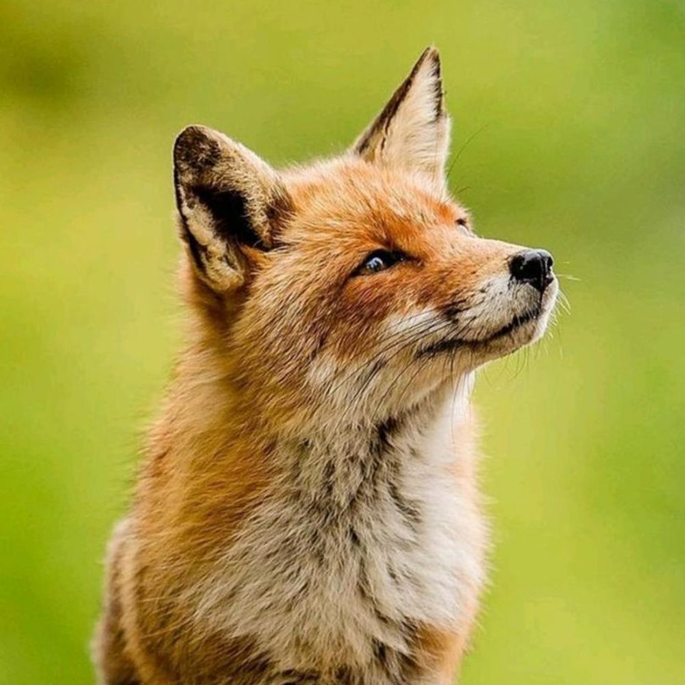Fuchs