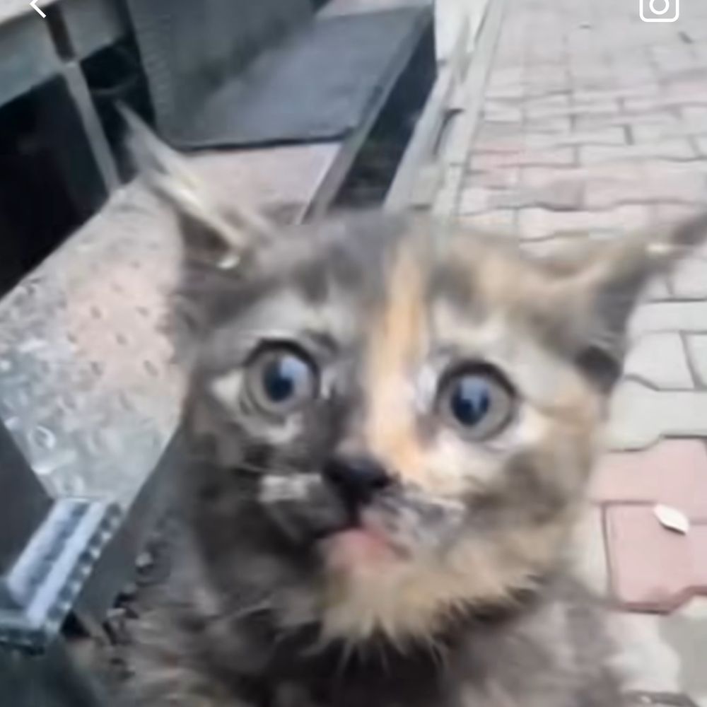 Bubu