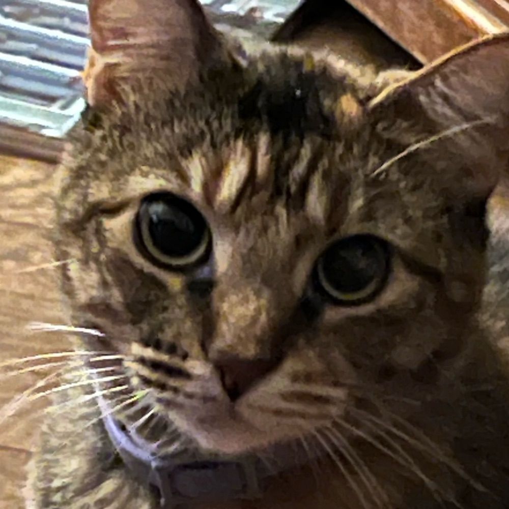 Loni