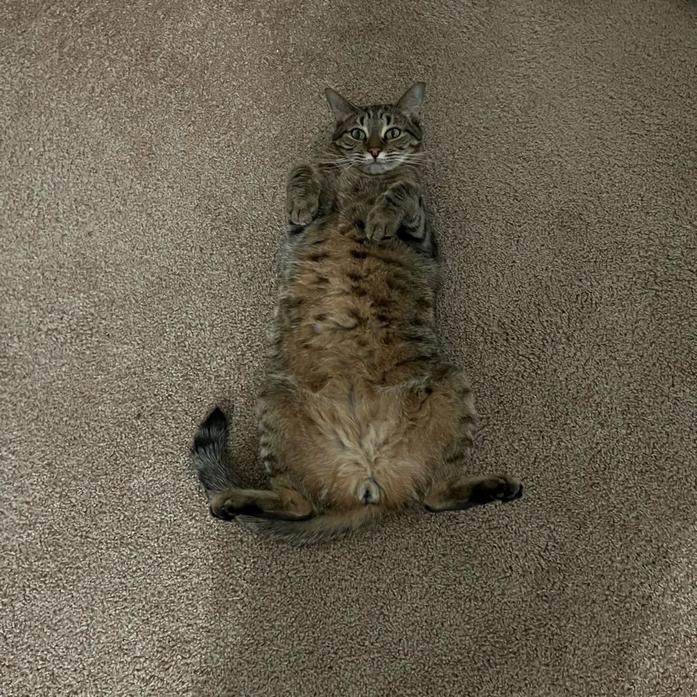 Jilly-Willy
