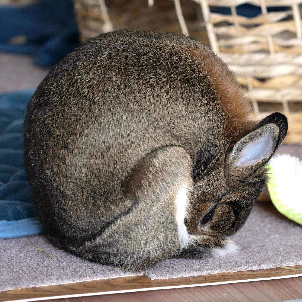 新陳代謝ちゃん