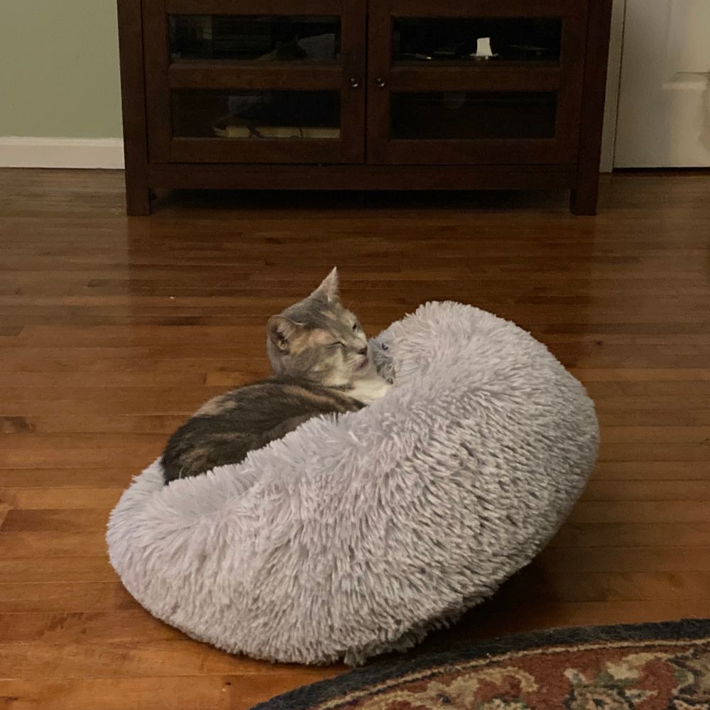 blobulouscat.bsky.social profile picture