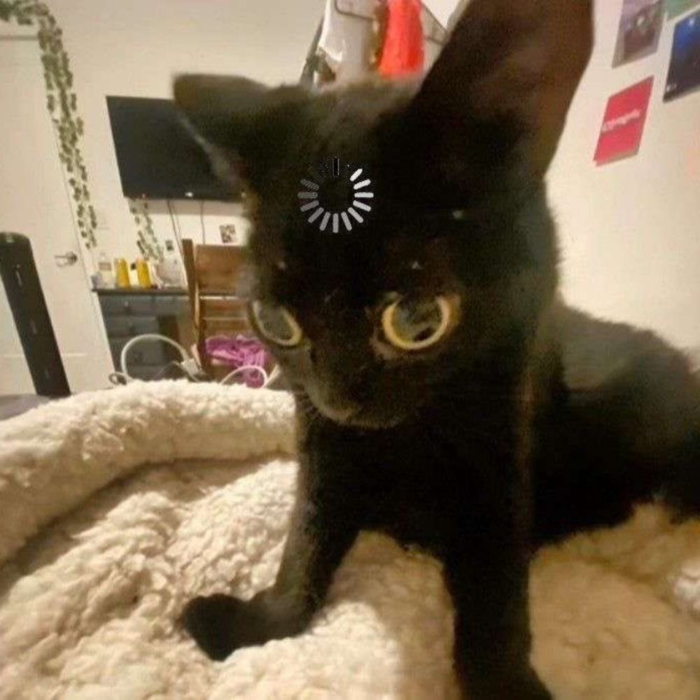 hewwo