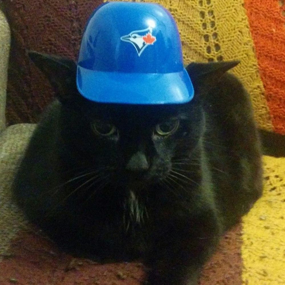 Sue J ⚾️ (Go Jays Go!)