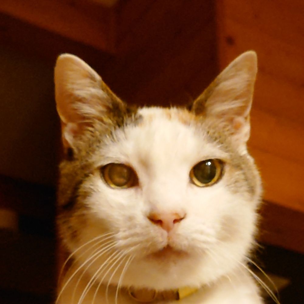 猫の昼寝代行屋