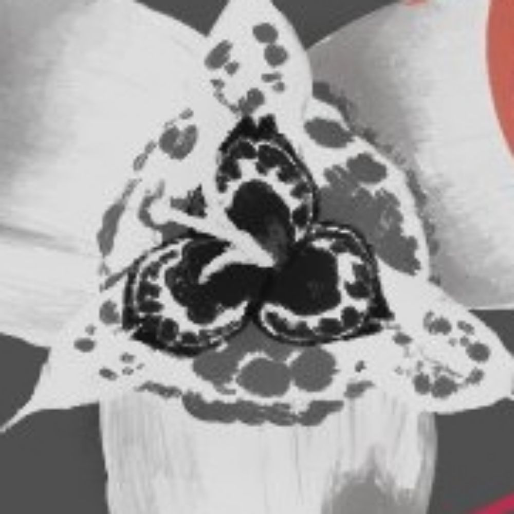 もちまる