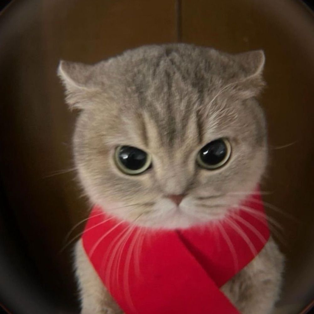 porpor ✿
