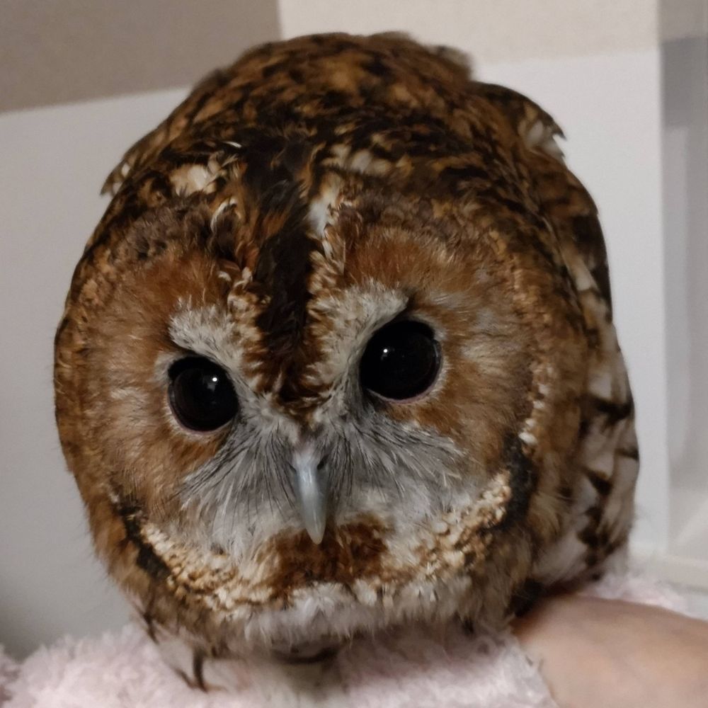 たーし。