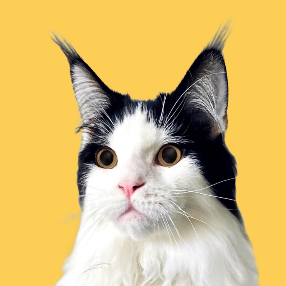 Shmoopy Special Cat