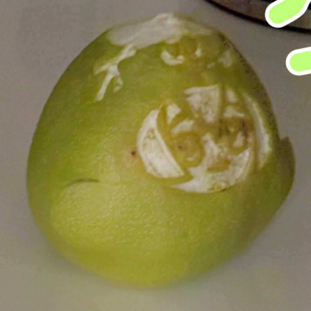 吸吸蟲