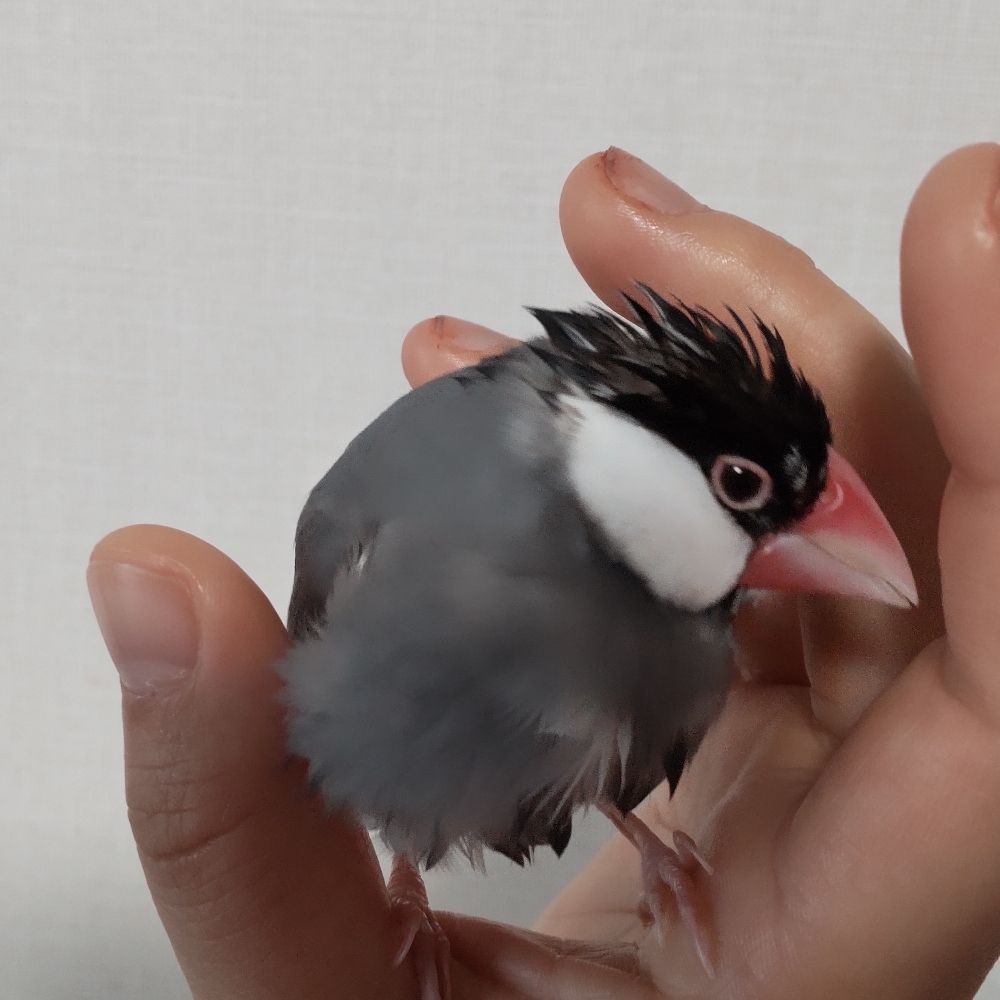 ひさめ