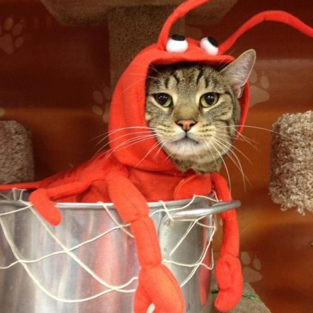 Costume Cat