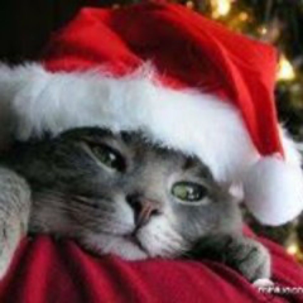 Ho! Ho! Holiday Viewing!'s avatar