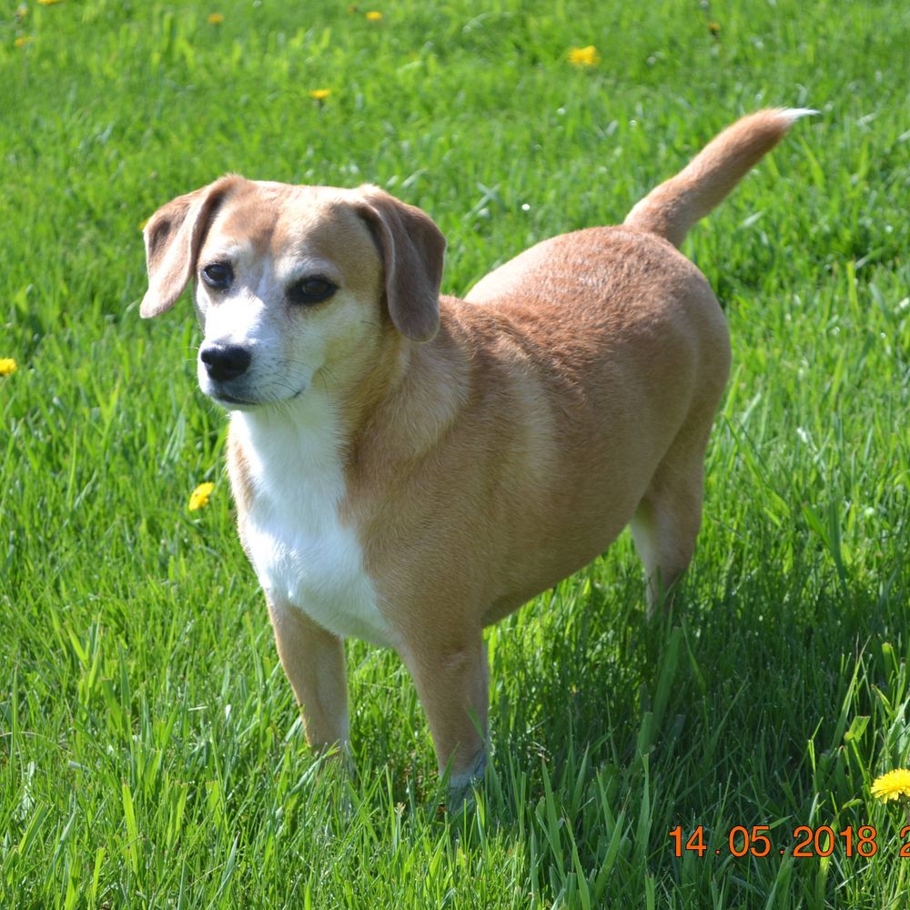 Dr Stu Beagle