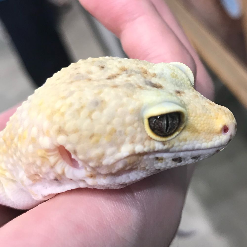 はまさかあらた