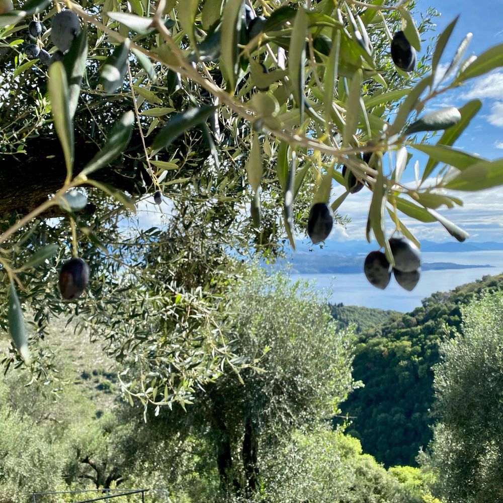 MulberryCorfu