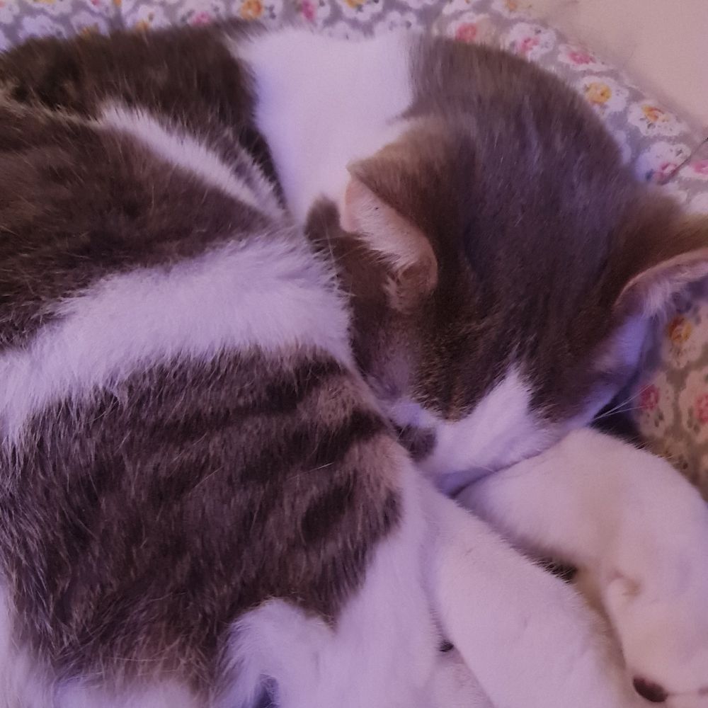 apollo!!