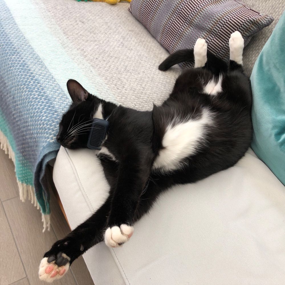 Tuxe the Tuxedo