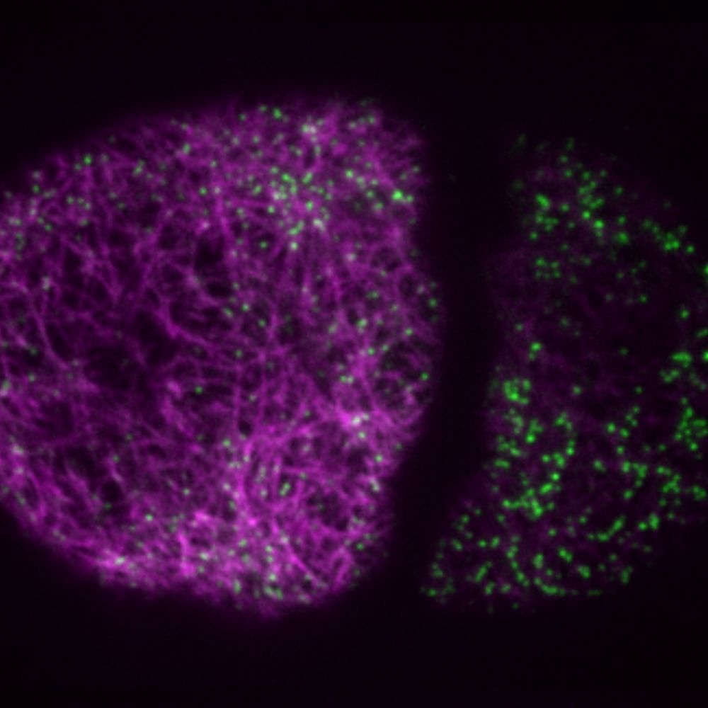 Cell Dynamics Lab