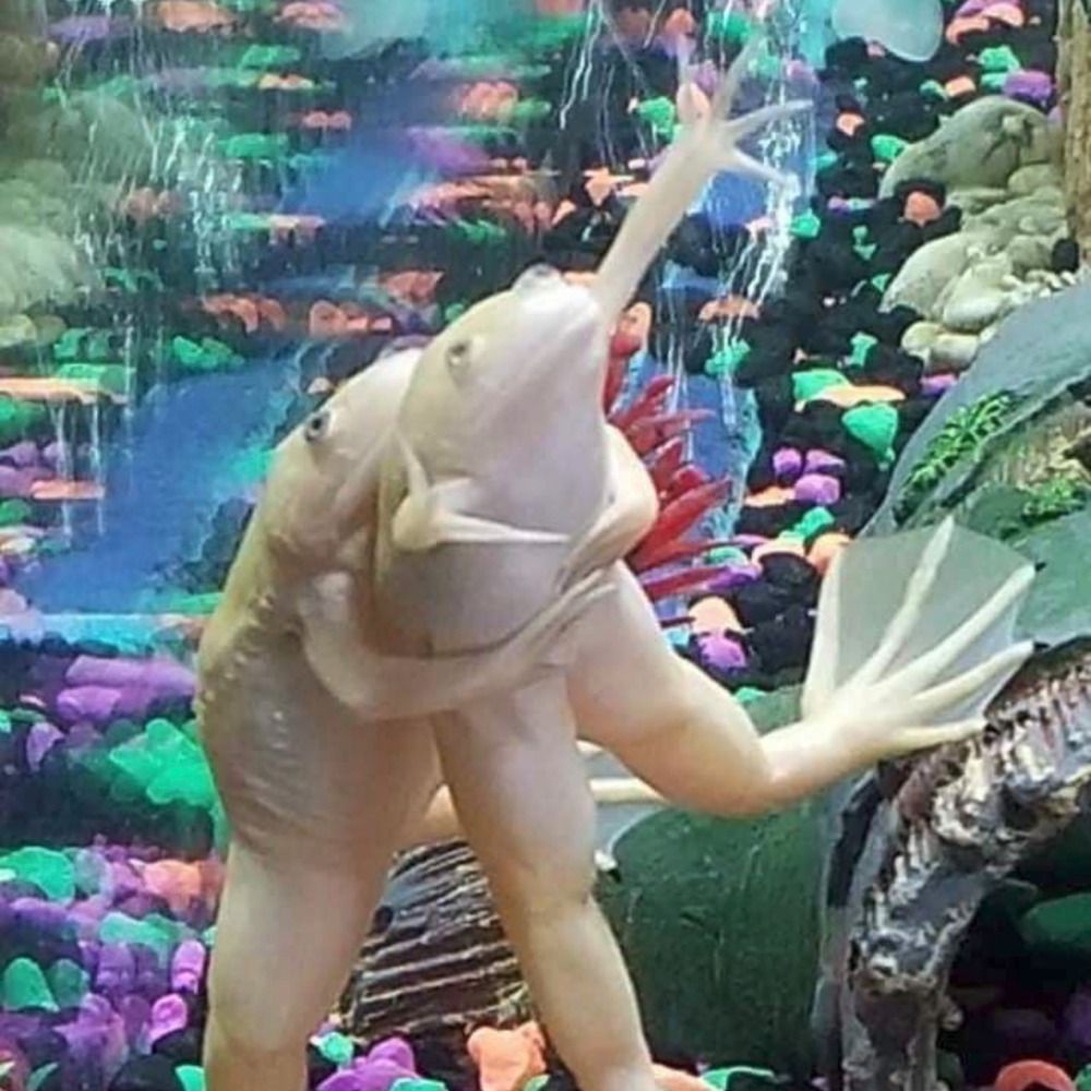axolotl