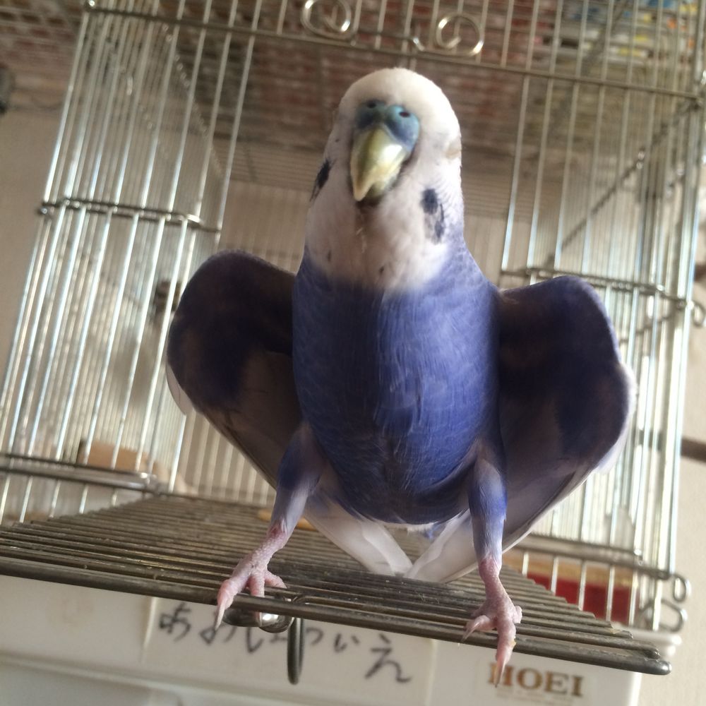 あい