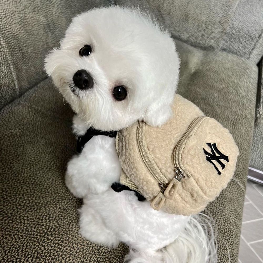 진이