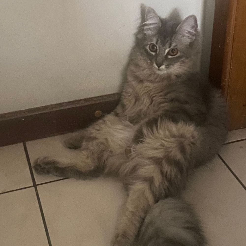 cicatriz 