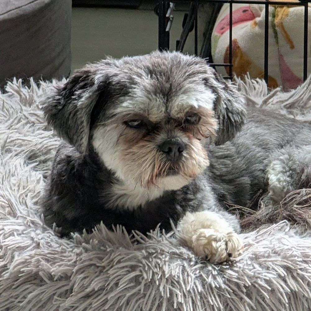 Sugarfoot Sloth 🦥