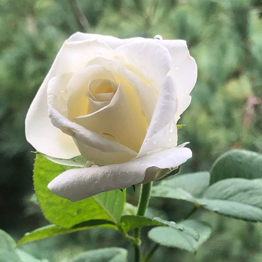 고기쟁이