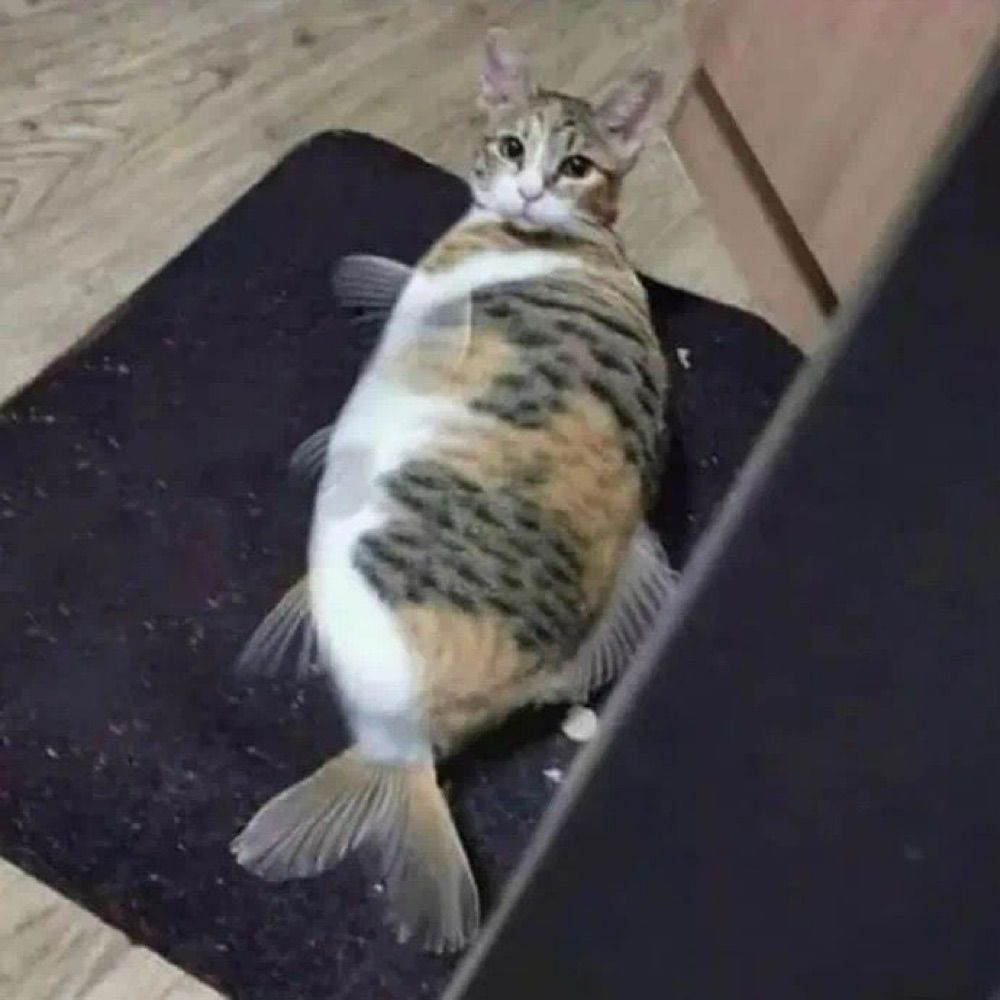 peixe gato