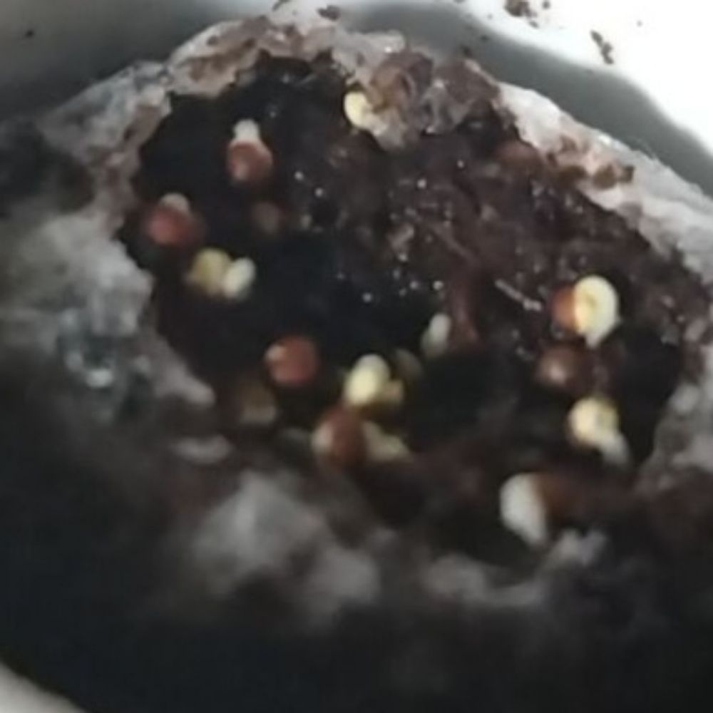 じゃがー@