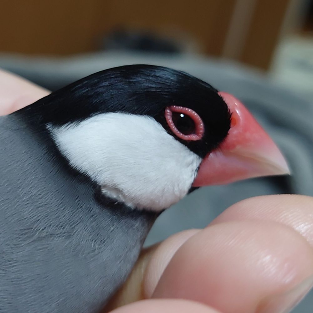 ぶにきち