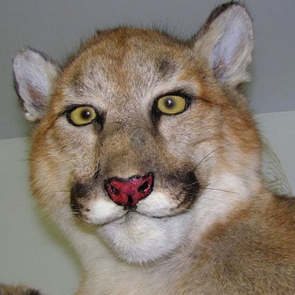 Ketho the Stupid Puma