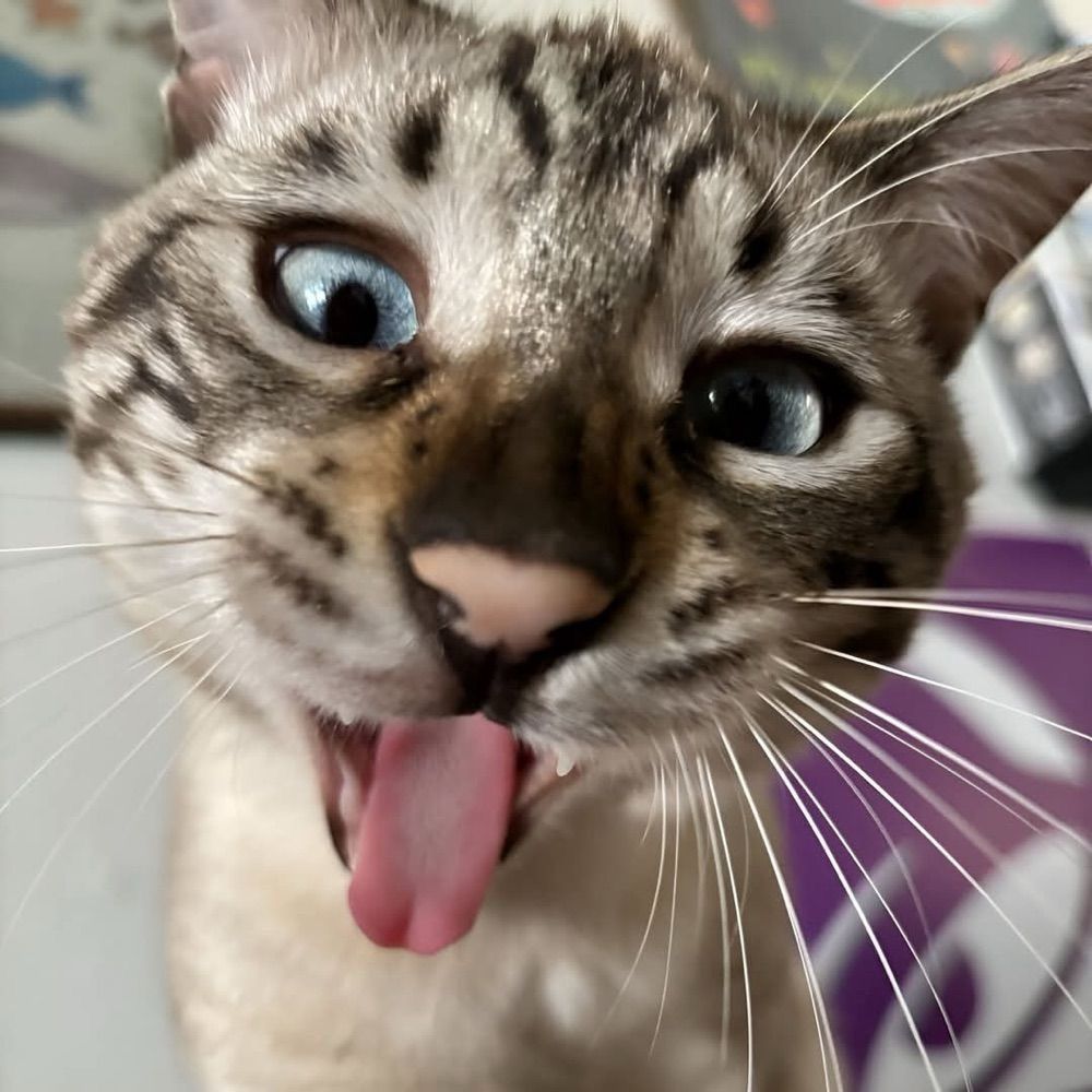 kuri