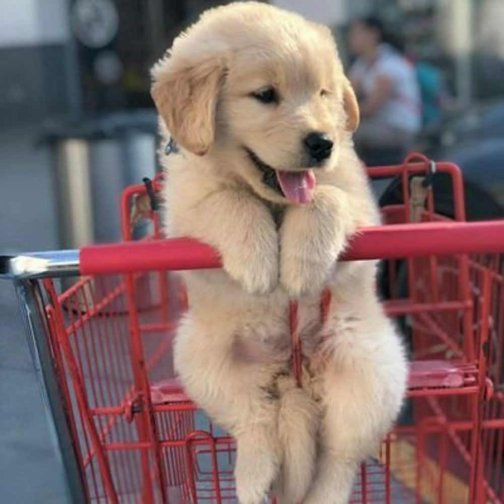 Rebleet Mutt