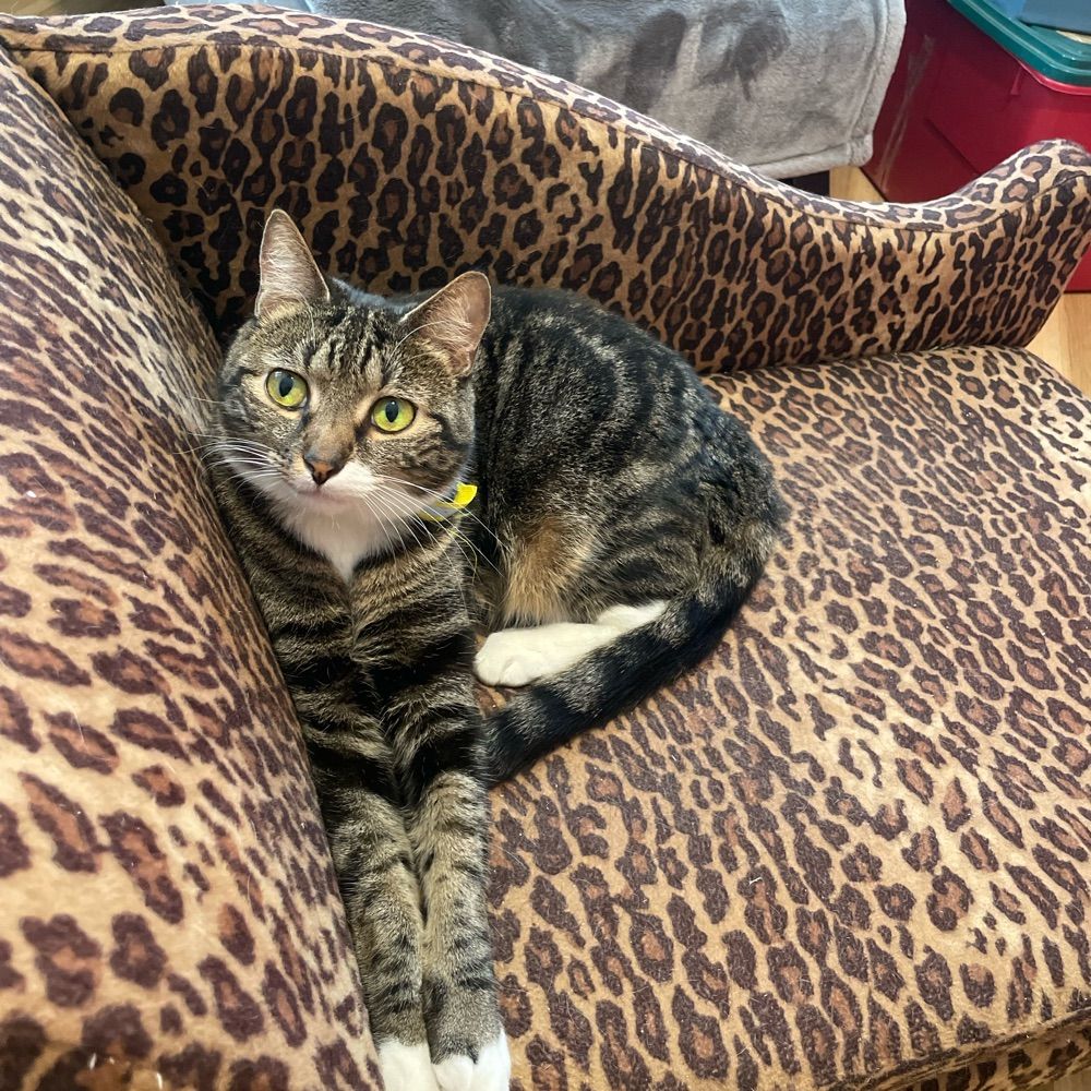 Tammy