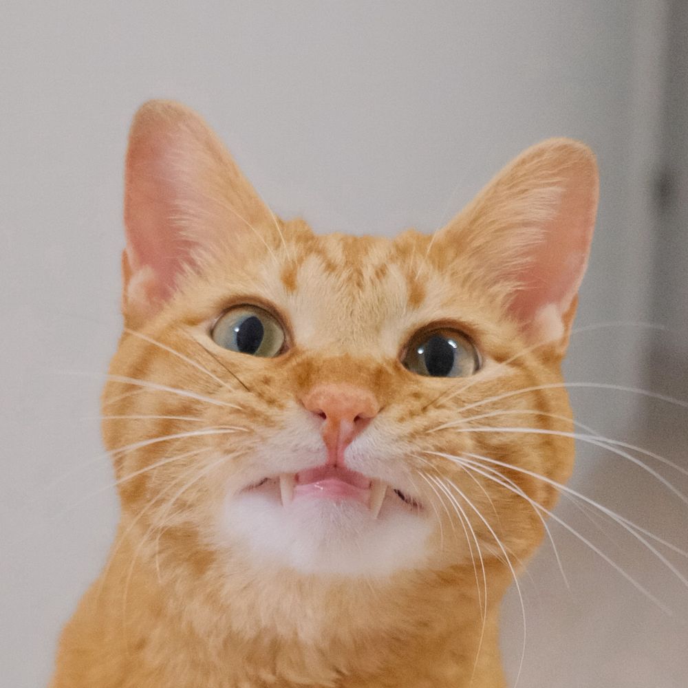 茶トラ猫のみゃお