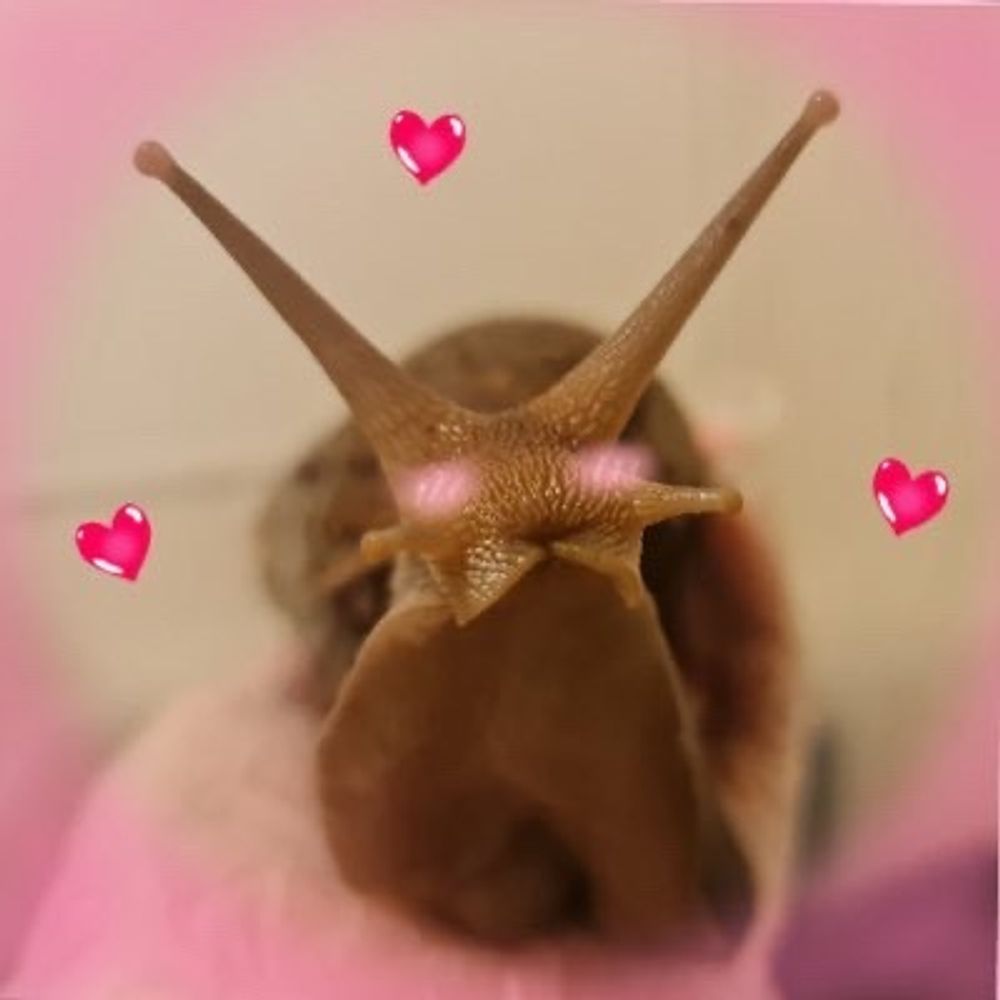 terra 🐌