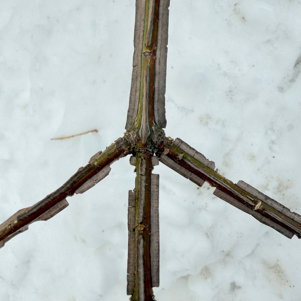 New York State Invasive Plants