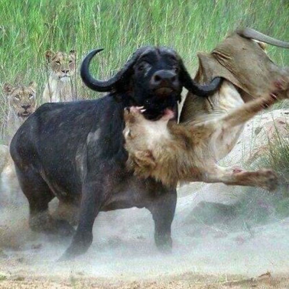 Shaun CPT