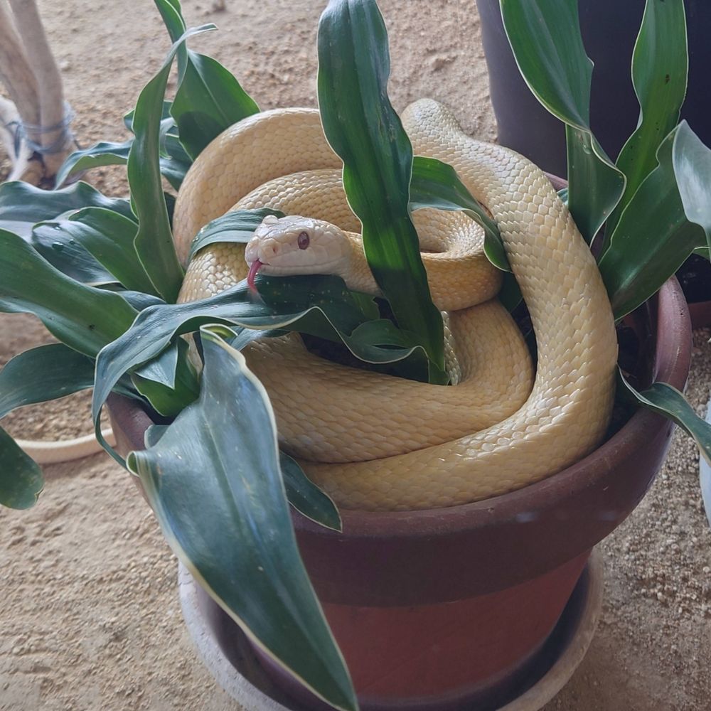 yuki