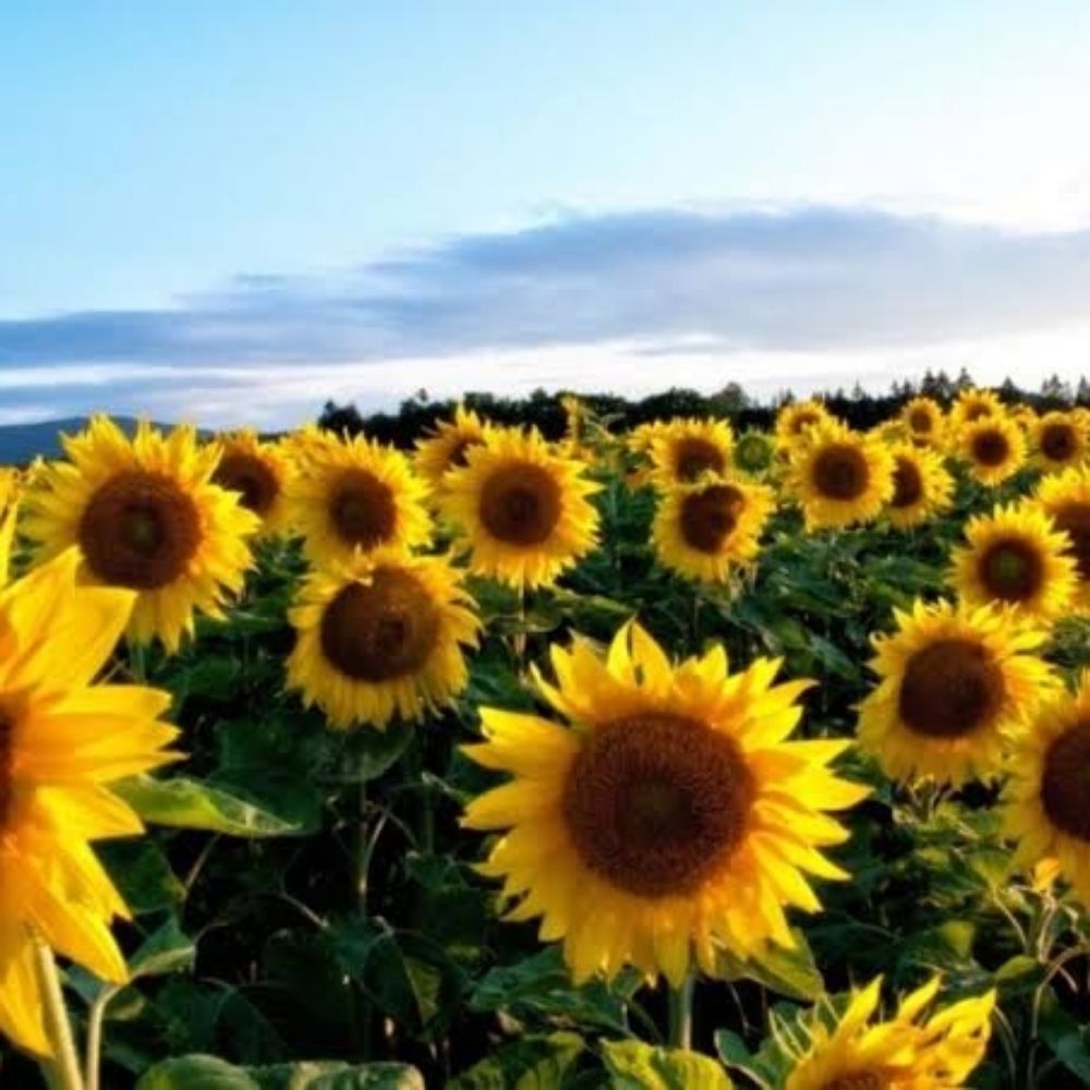 Lu 🌻